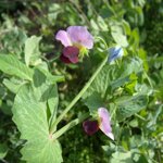 The pea flowers from "Carouby de Maussane" are so pretty