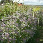 The borage looks beautiful at the bottom of our allotment