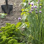 Chive flowers add colour to the herb garden