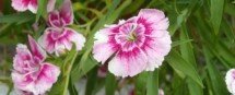 Dianthus