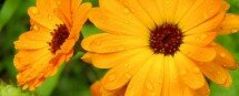 Calendula