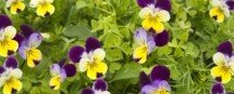 Violas