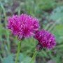 Cornflowers are easy to grow and come in many colours