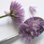 Chive flower florets