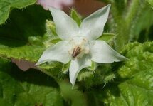 Grow Edible Flowers