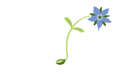 Edible Flowers