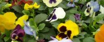 Pansies