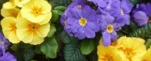 Polyanthus